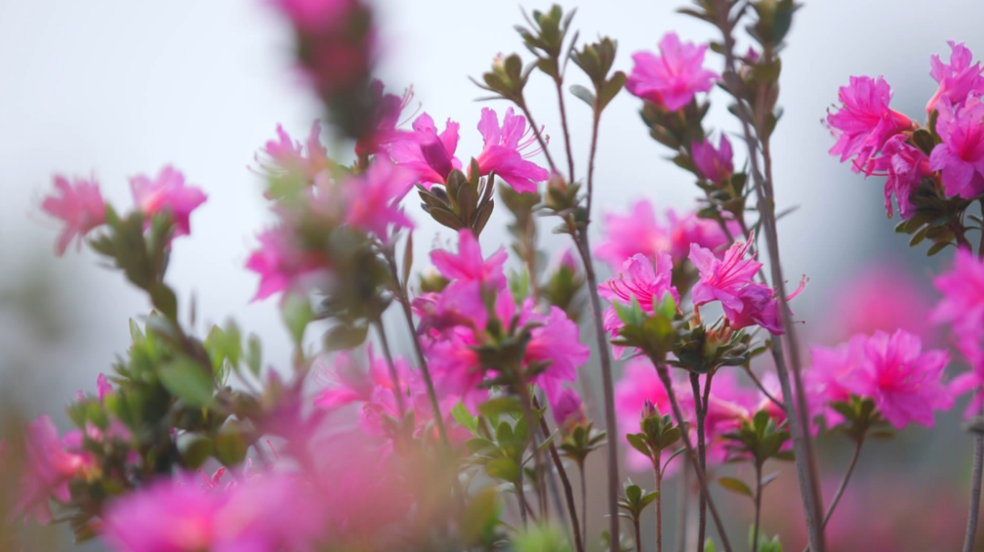 来打卡！罗源“县花”娇媚领衔“花卉节”