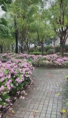 美极了！福州琴亭湖公园杜鹃花正盛放