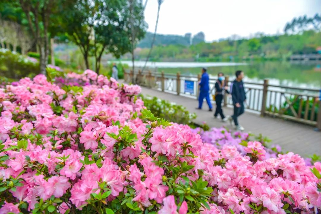 美极了！福州琴亭湖公园杜鹃花正盛放
