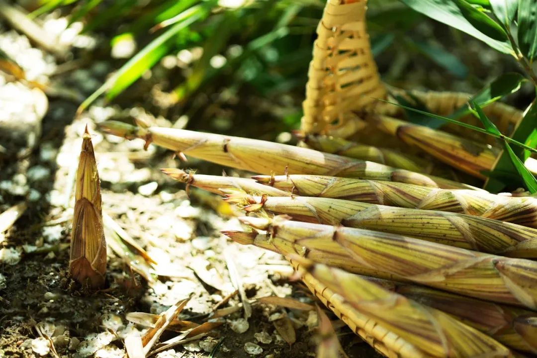 春笋正当季，品尝舌尖上的第一口“春天”