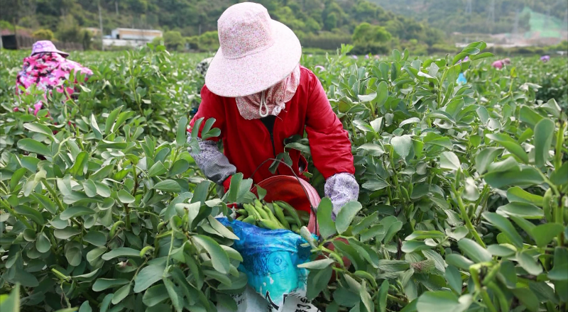 溢出屏幕的“绿”，快来瞧瞧这幅“春日丰收图”