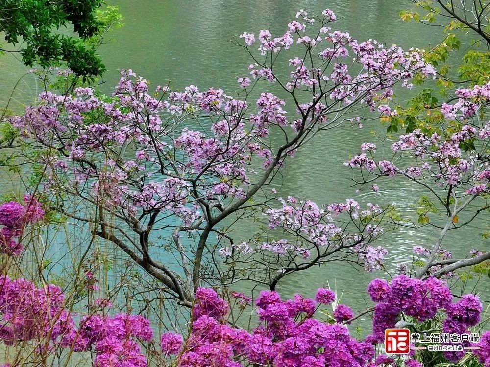 黄紫红！福州风铃木赏花点来了！