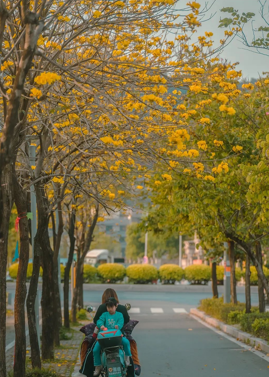 黄紫红！福州风铃木赏花点来了！