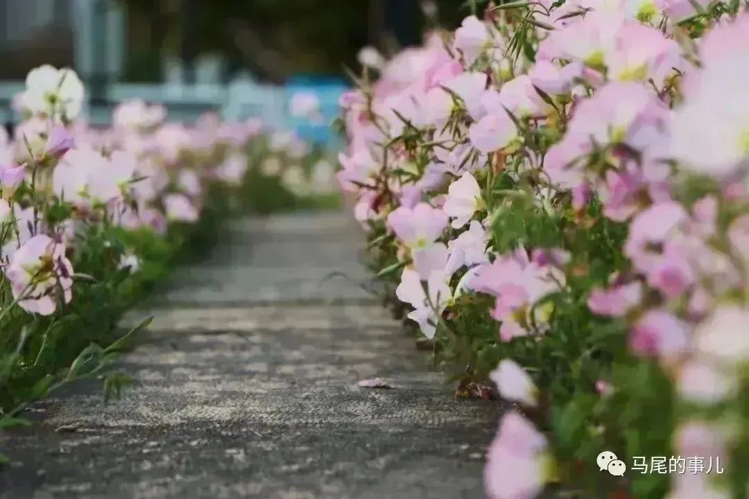 粉色浪漫马尾东江滨公园5000平方米月见草进入观赏期