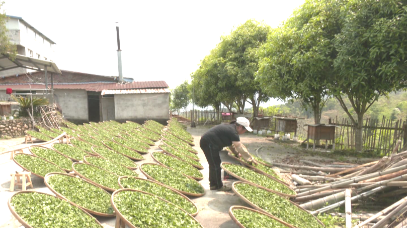 罗源：满园春茶香 采茶制茶忙