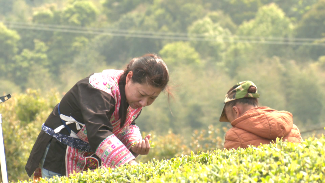 罗源：满园春茶香 采茶制茶忙