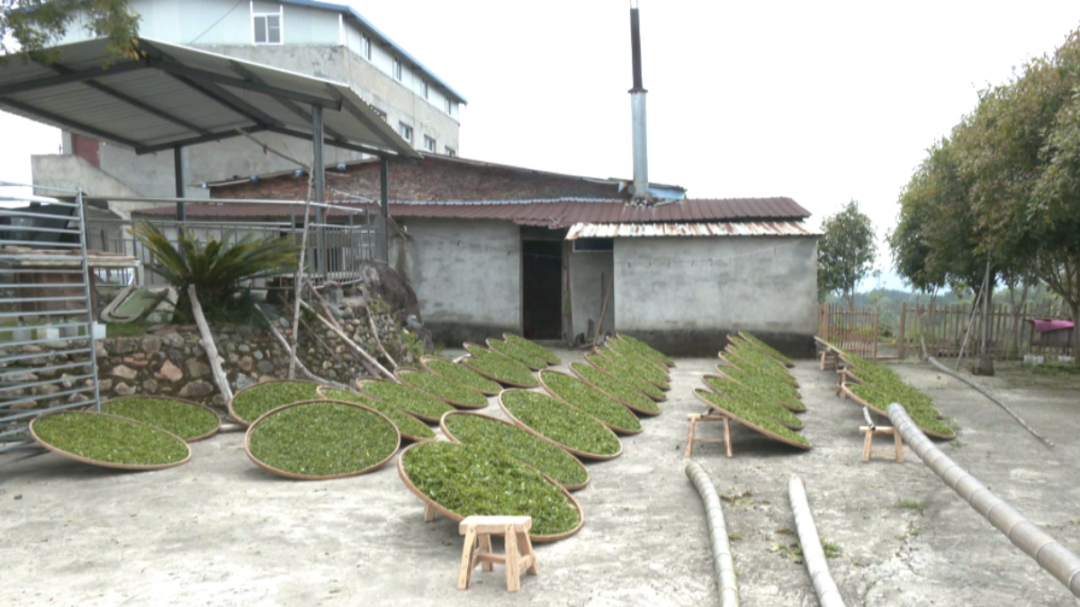 罗源：满园春茶香 采茶制茶忙