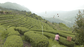 罗源：满园春茶香 采茶制茶忙