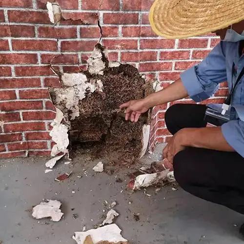 暴雨后常出现！近期，福建人晚上开窗要警惕！