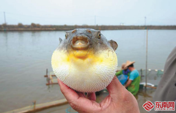 漳浦县：一条河鲀鱼 游出亿元村