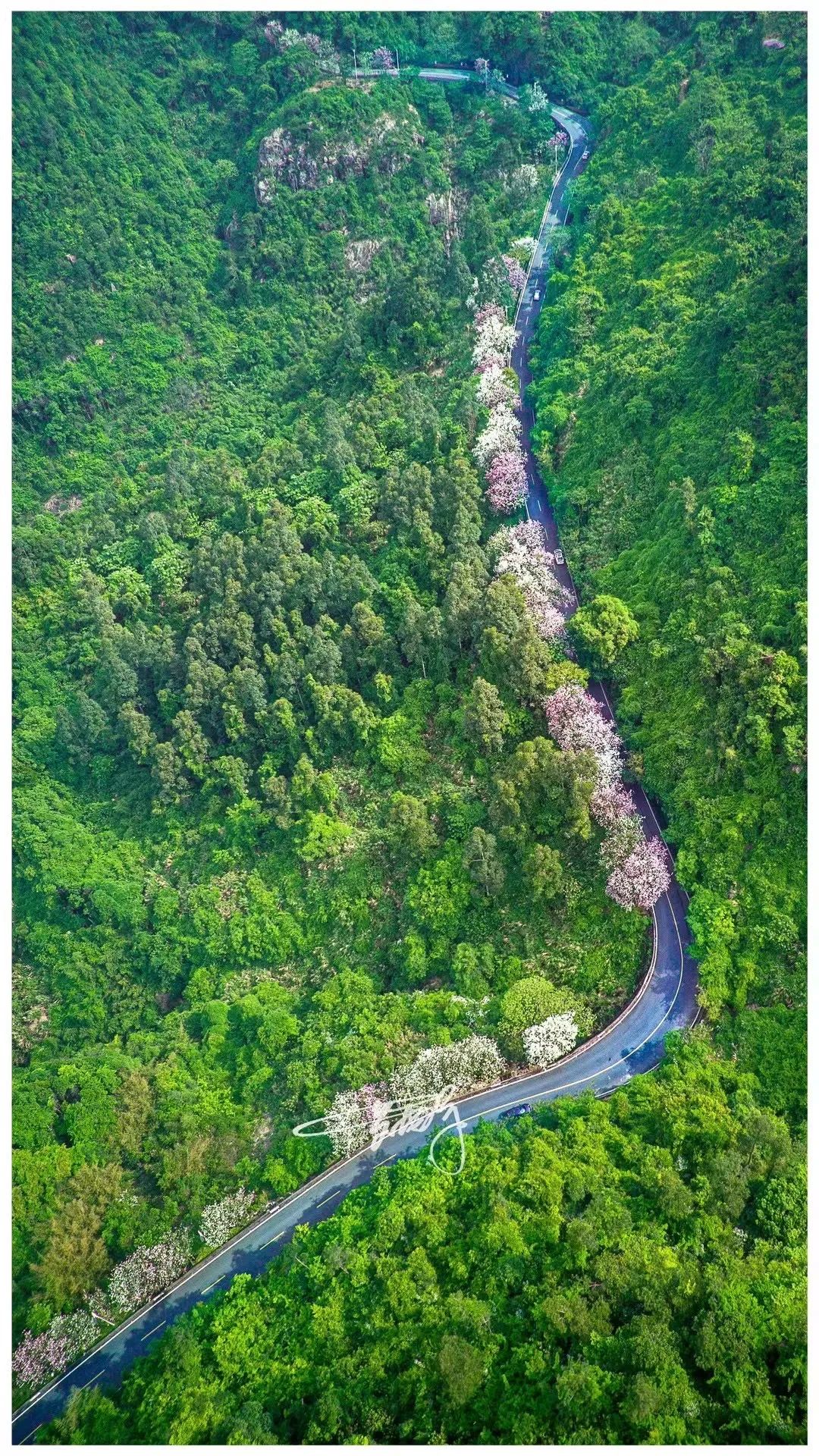 来鼓岭！邂逅浪漫春花！