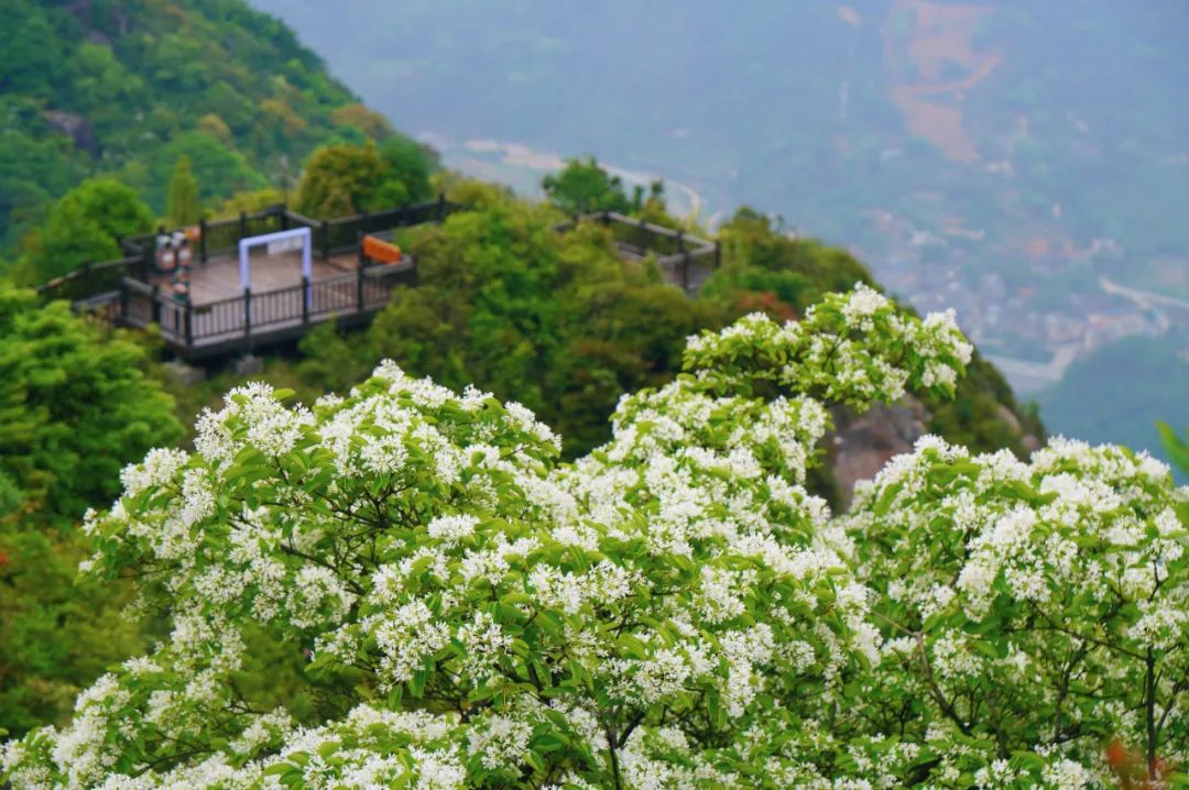 来鼓岭！邂逅浪漫春花！