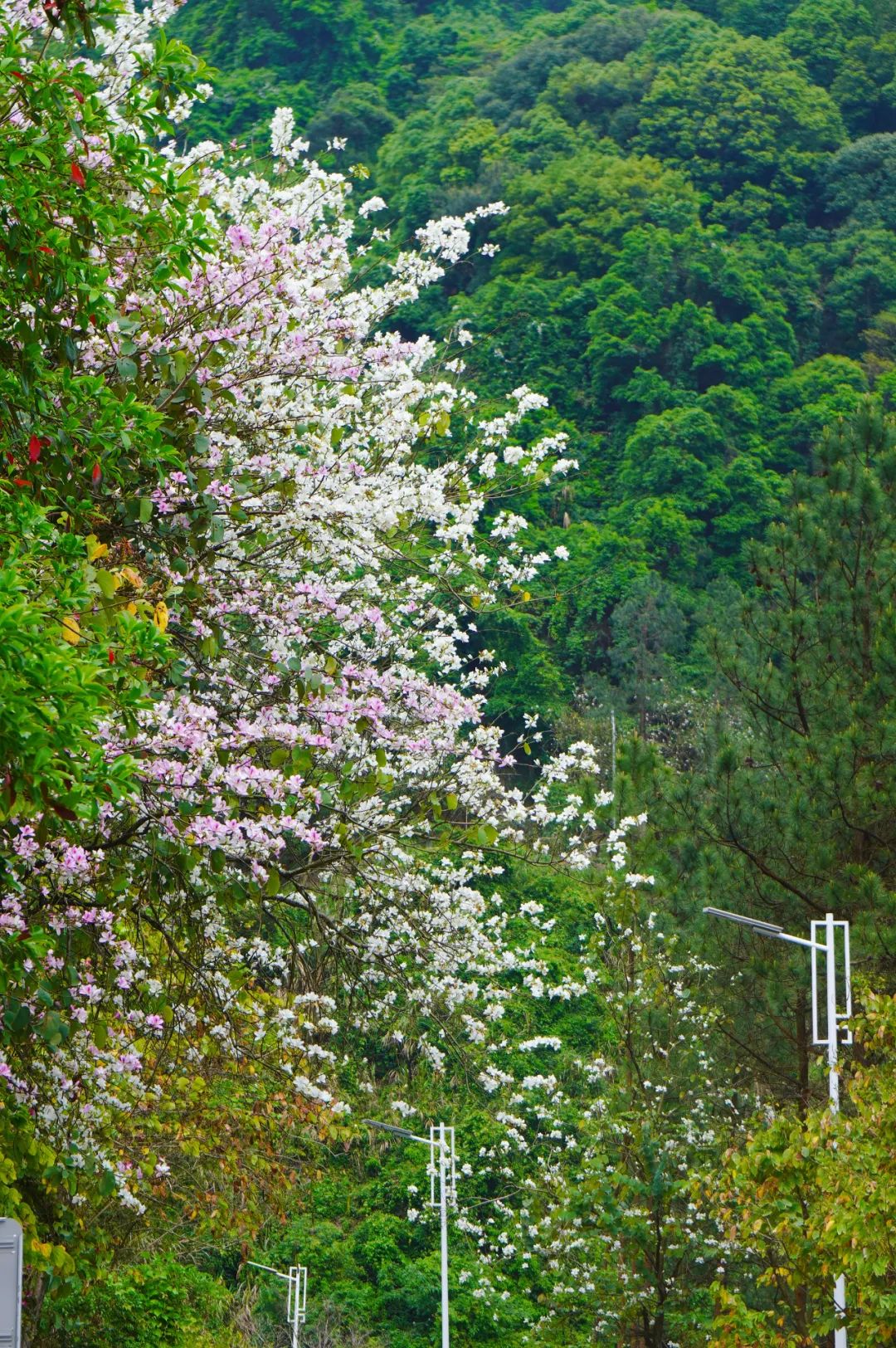 来鼓岭！邂逅浪漫春花！