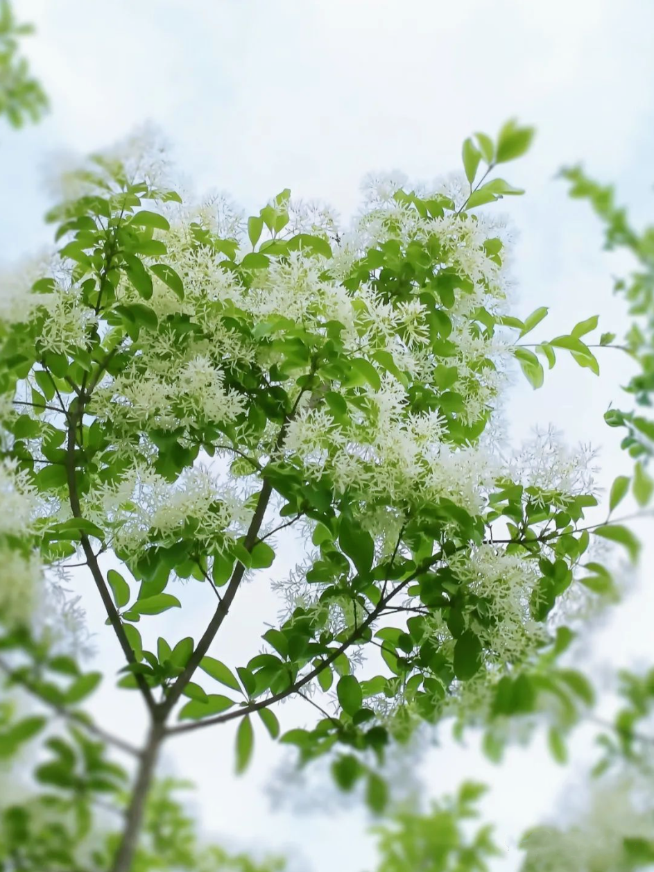 来鼓岭！邂逅浪漫春花！