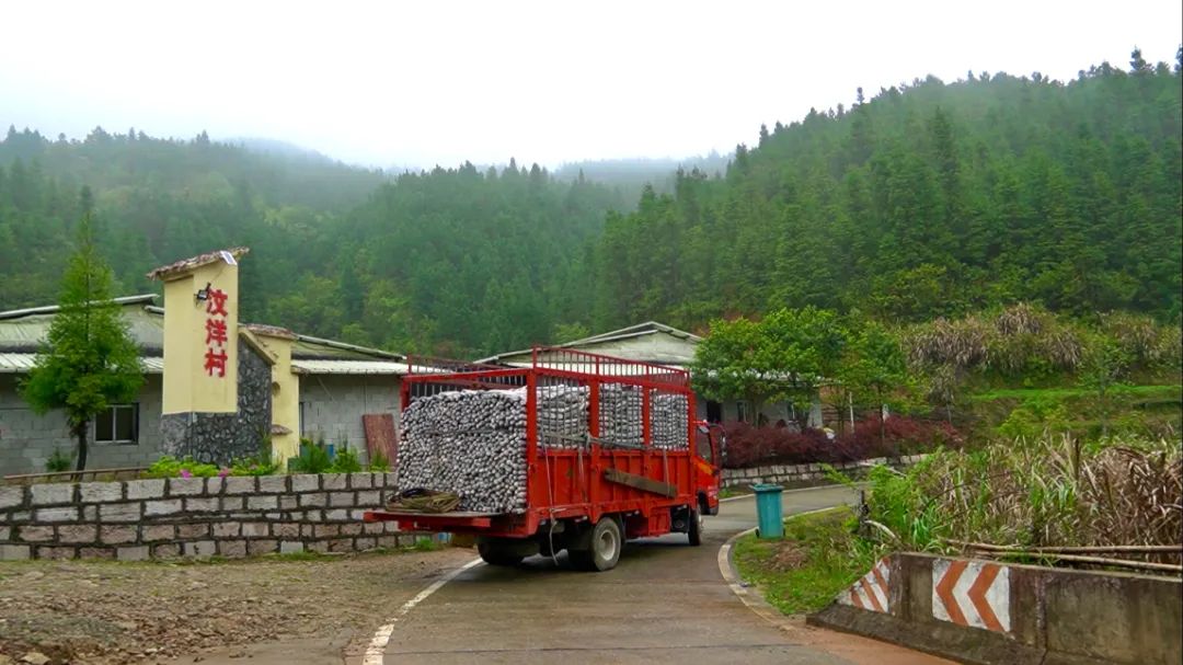 闽清汶洋村：小小银耳开出致富花