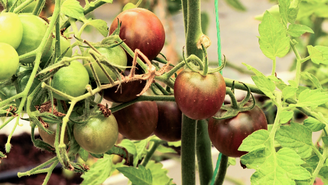 闽清家庭农场培育出“贼不偷”的小番茄，你吃吗？
