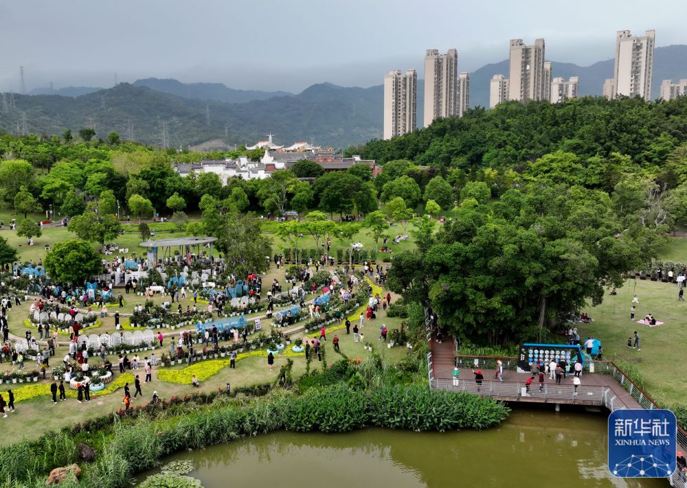 新华社关注福州：月季花香迎盛会