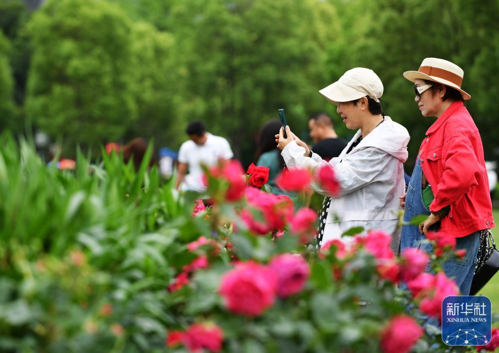 新华社关注福州：月季花香迎盛会