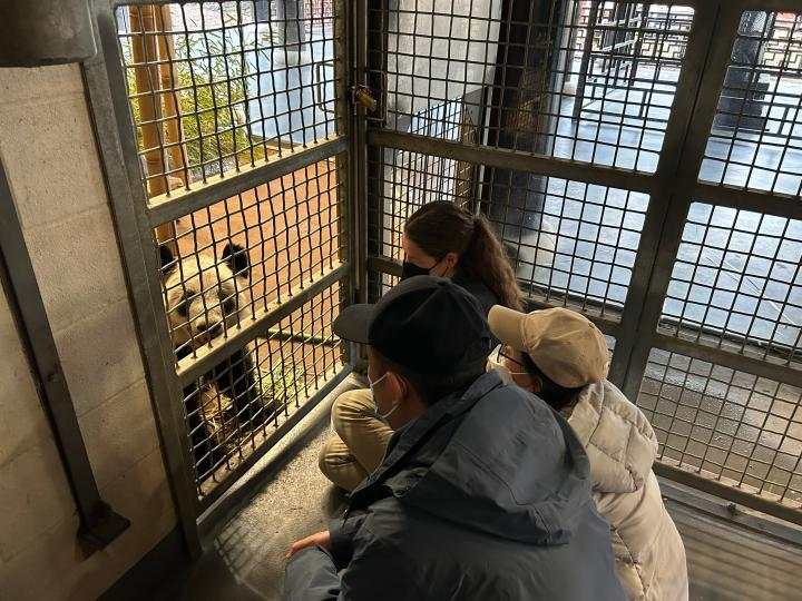 旅美大熊猫“丫丫”将回国，身体状况如何？