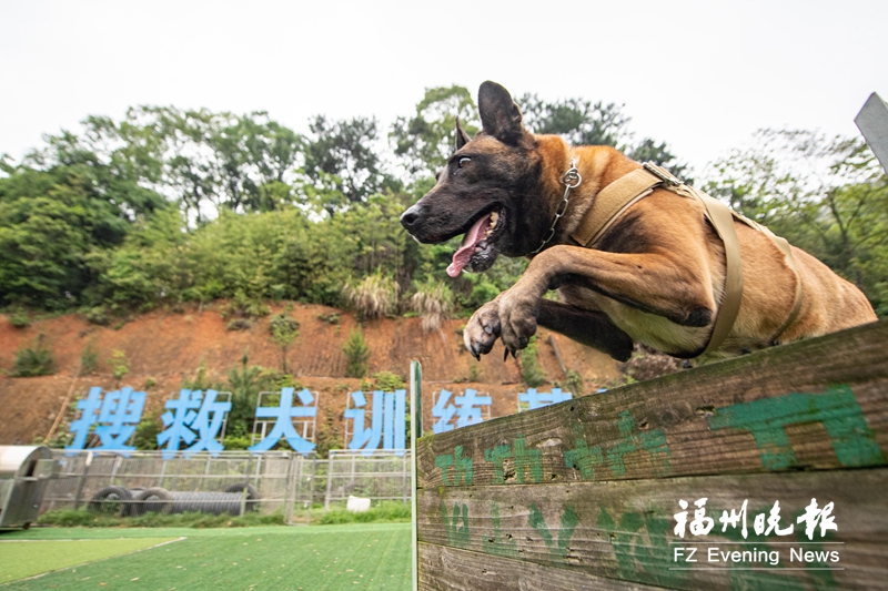 福州“汪汪队”立大功 这支搜救犬中队7年已救助100多人
