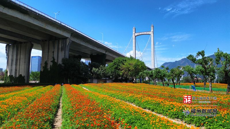 初夏浪漫！花海公园鲜花盛放