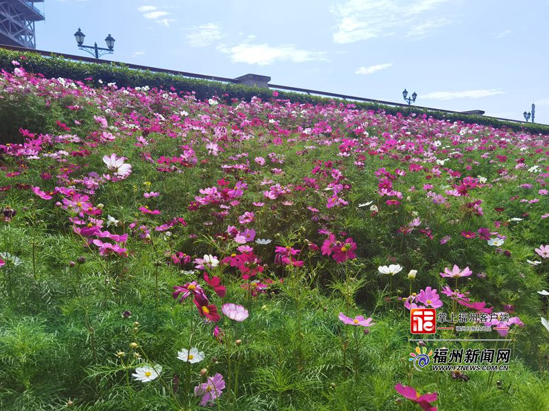 初夏浪漫！花海公园鲜花盛放