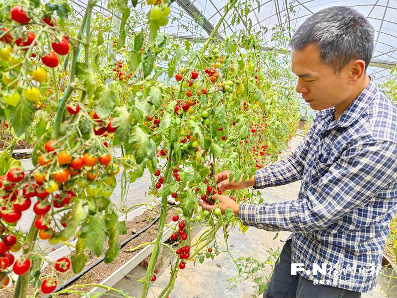 闽清和然家庭农场全国选种培育，这里的西红柿各有各味