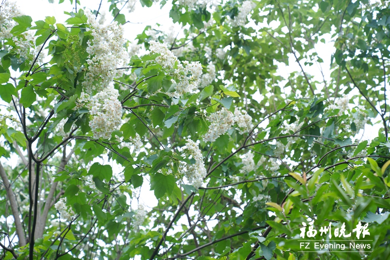 木油桐花开 榕城“五月雪”