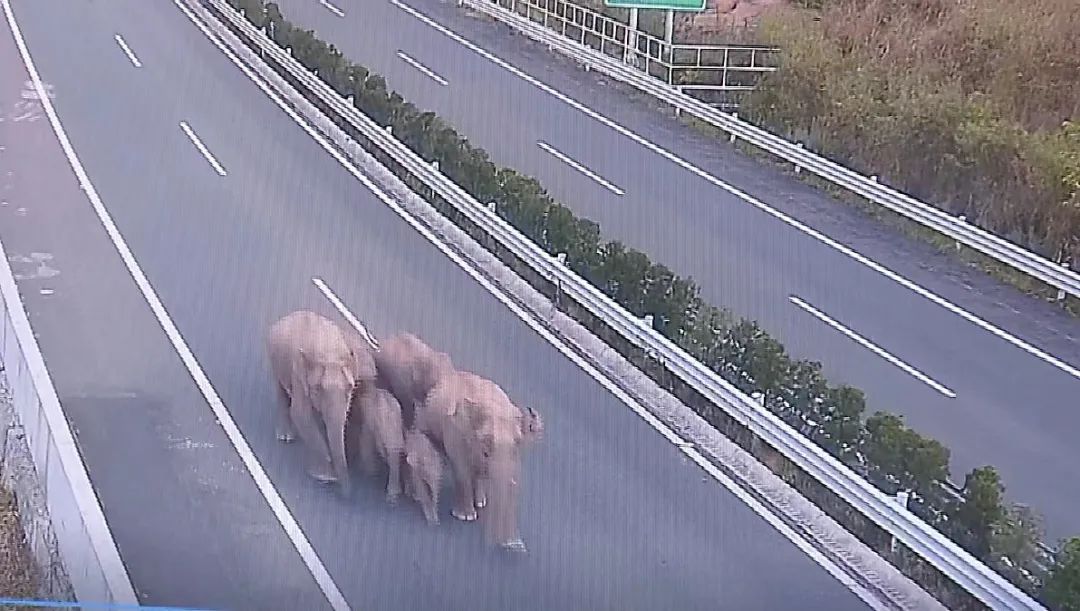 又调皮了！云南野象组队逛高速，测速牌显示17km/h