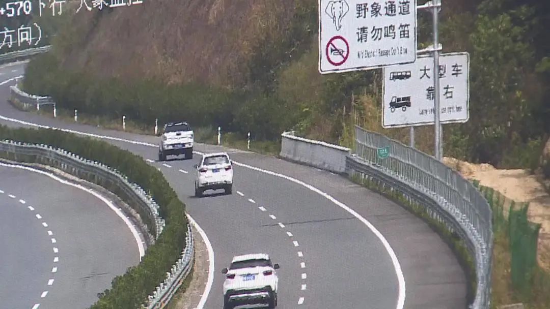 又调皮了！云南野象组队逛高速，测速牌显示17km/h