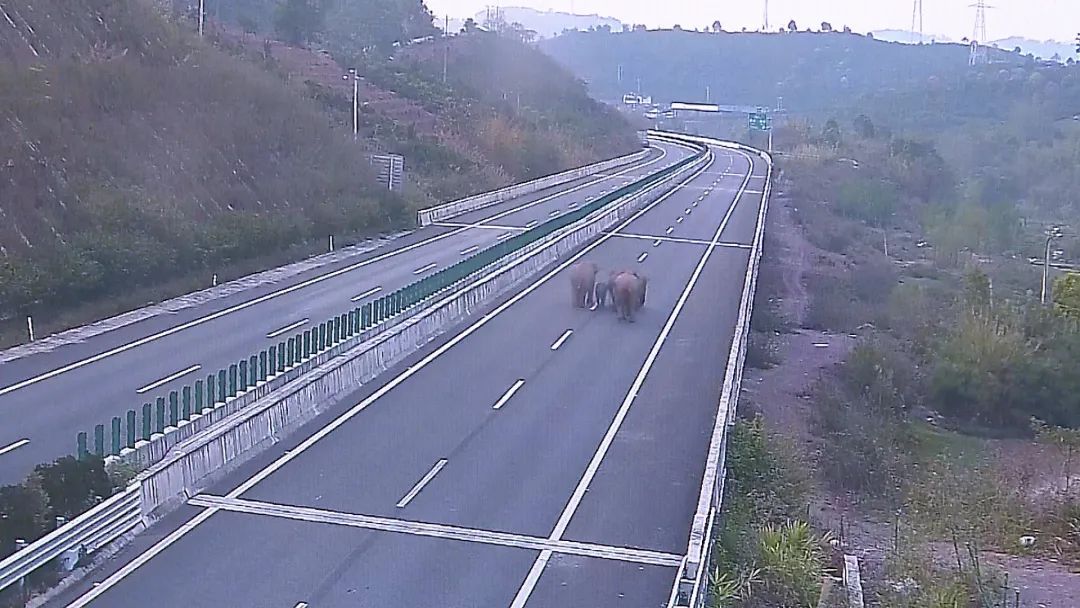 又调皮了！云南野象组队逛高速，测速牌显示17km/h