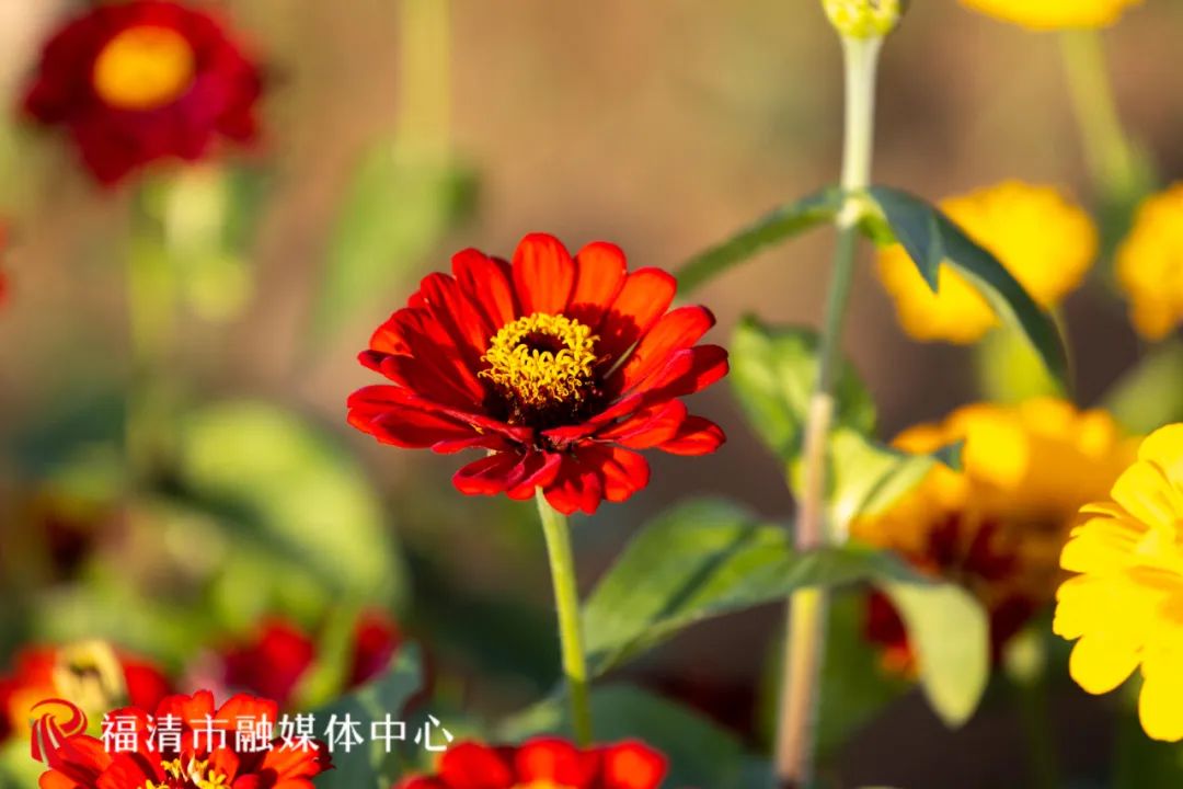 45亩花海！就在福清这里！