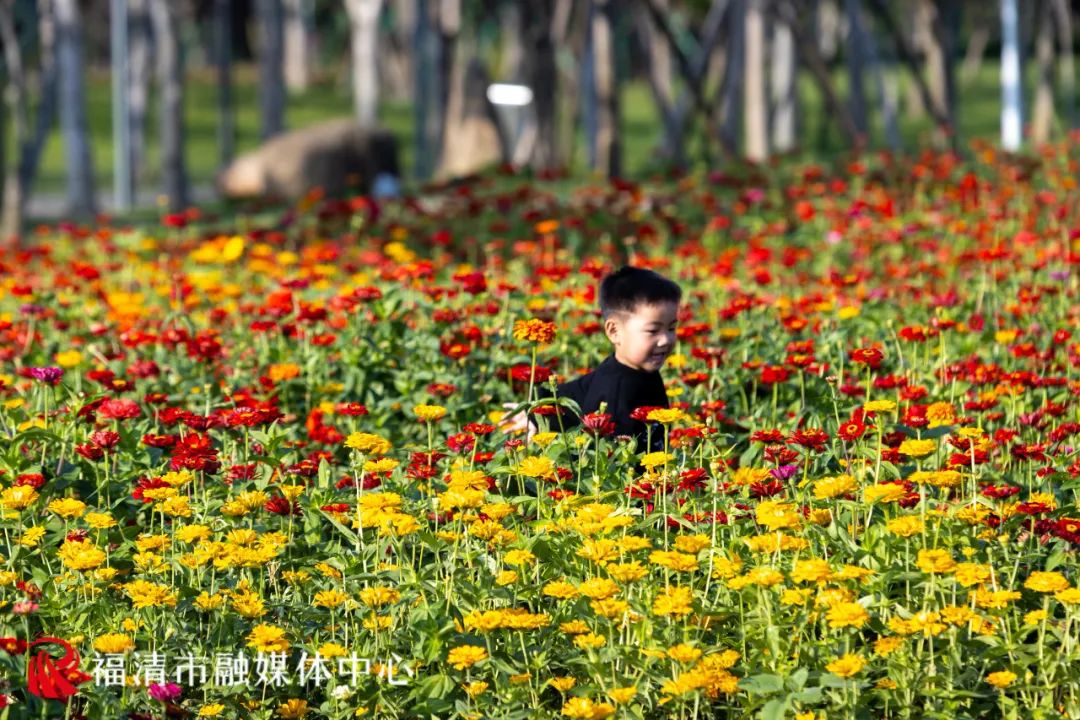 45亩花海！就在福清这里！