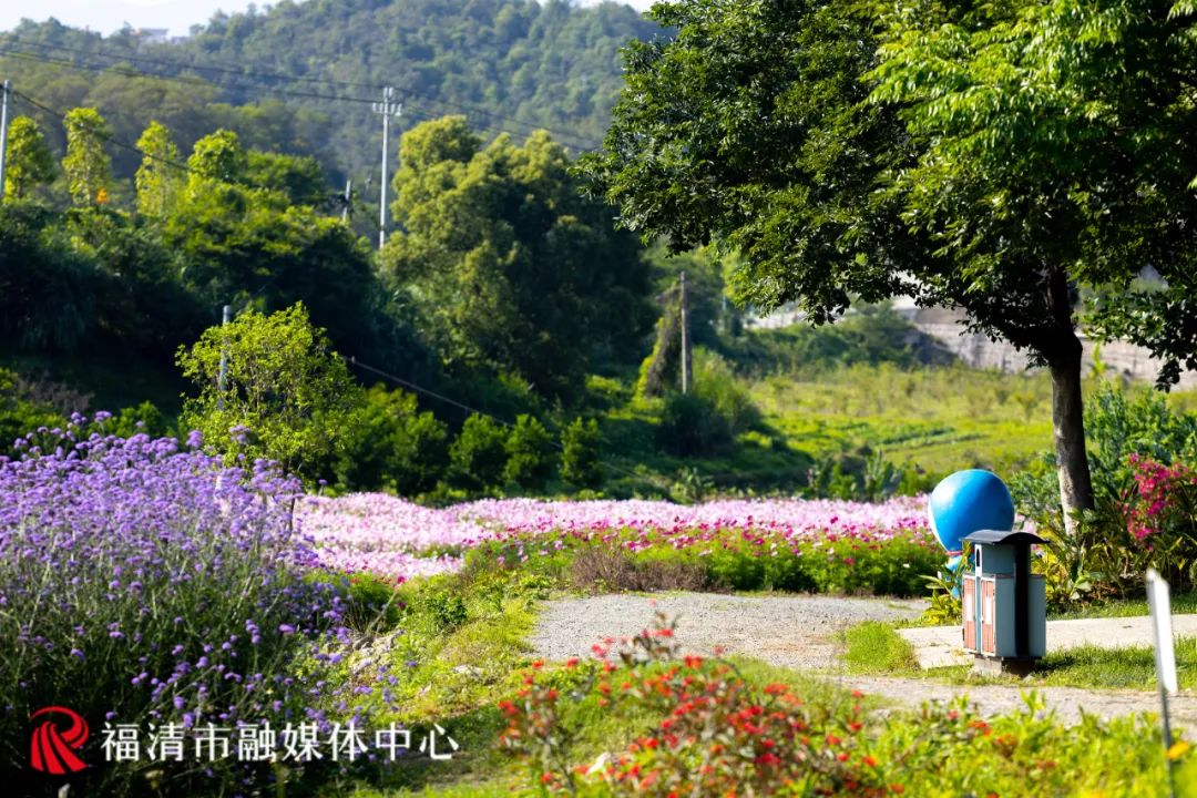 45亩花海！就在福清这里！