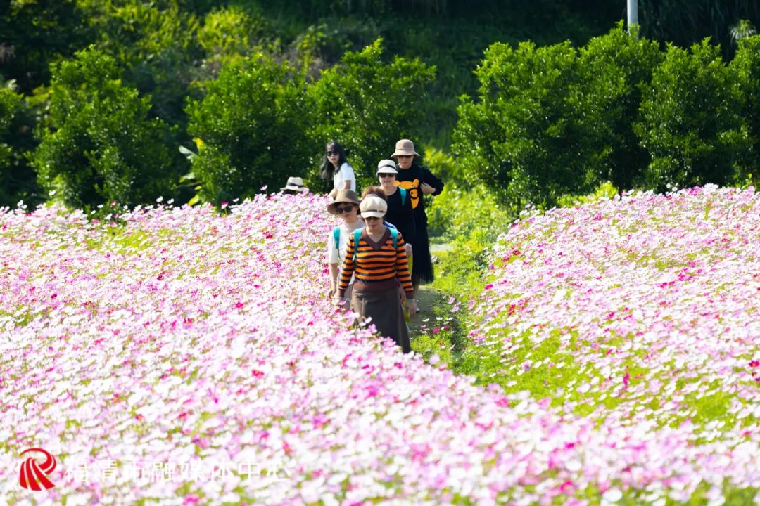 45亩花海！就在福清这里！