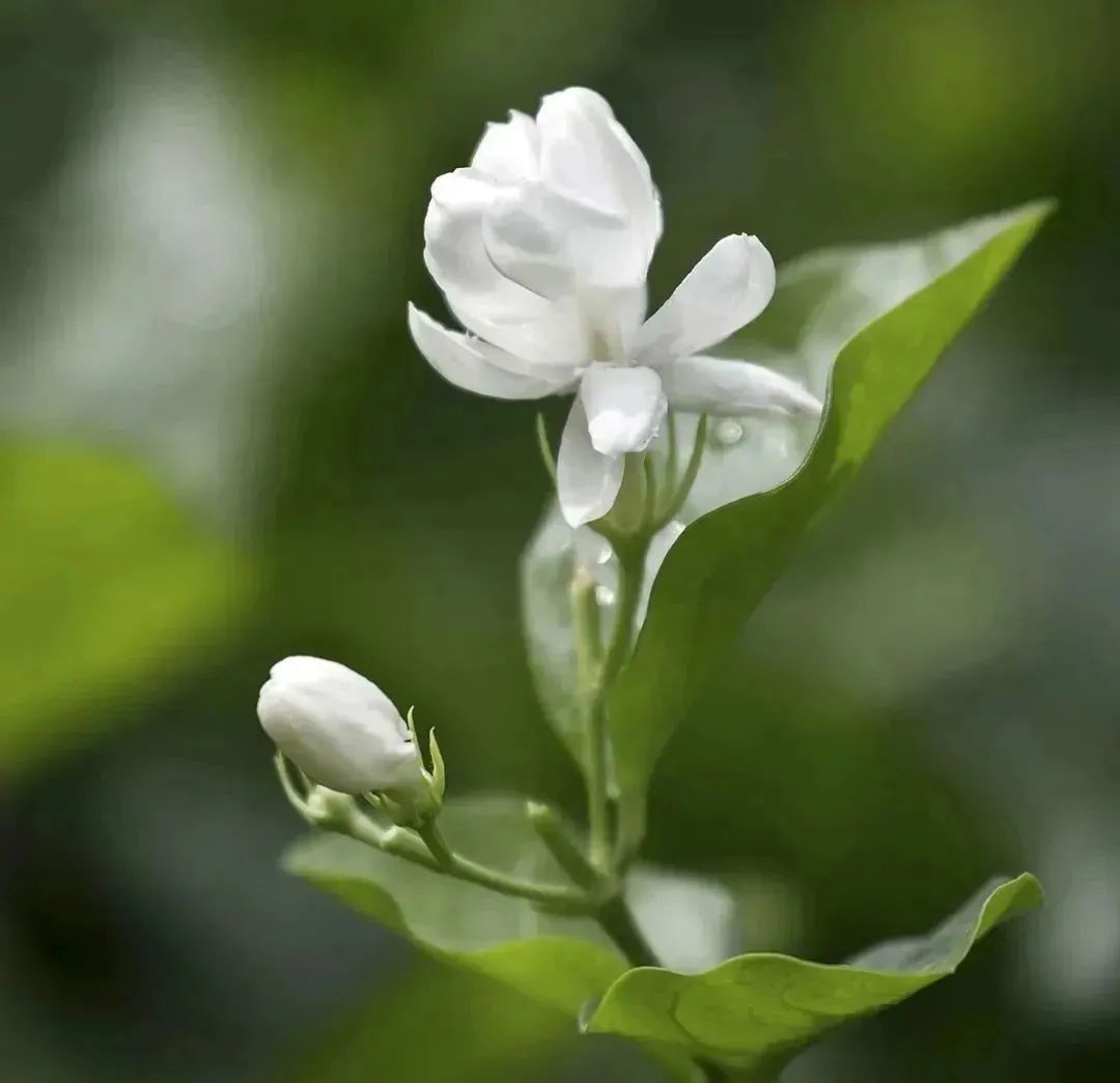 他年我若修花史，列作人间第一香