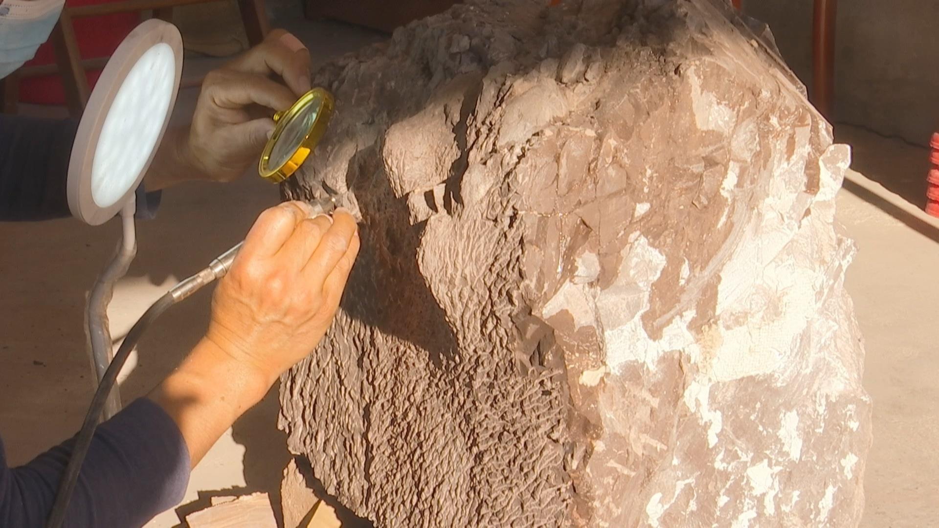 福建上杭首次发现恐龙蛋化石