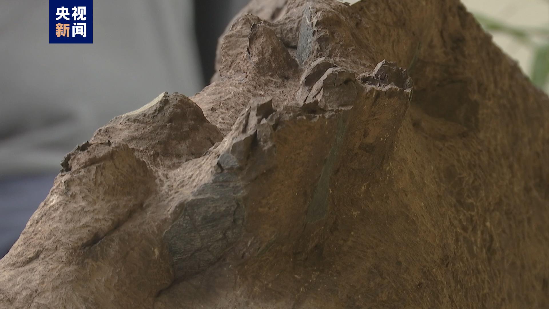 福建上杭首次发现恐龙蛋化石