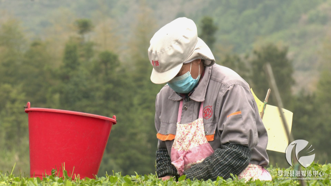 生春源茶业：以茶助农 打响地域特色品牌