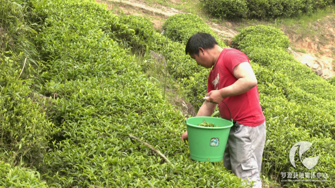 生春源茶业：以茶助农 打响地域特色品牌