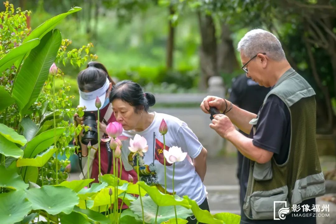 初夏赏荷正当时！茶亭公园荷花展开幕