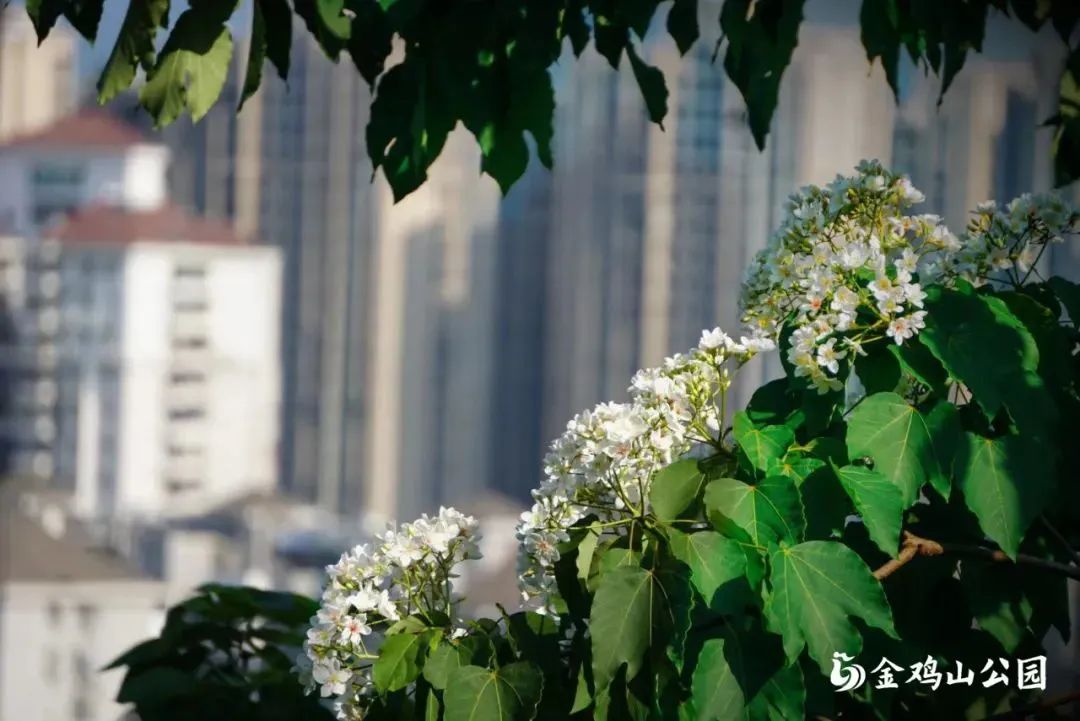 初夏金鸡山公园 繁花绿叶绘就油画般的莫奈花园