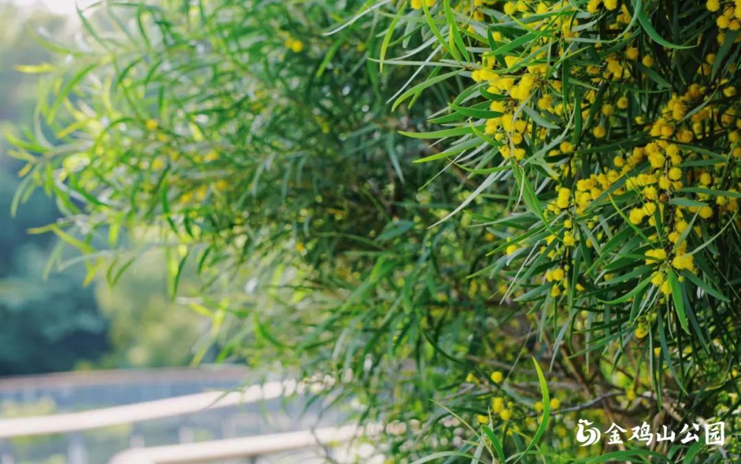 初夏金鸡山公园 繁花绿叶绘就油画般的莫奈花园