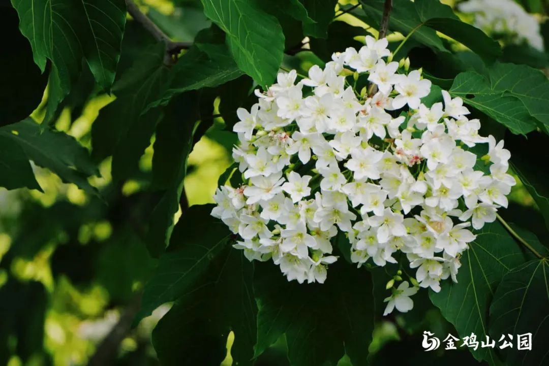 初夏金鸡山公园 繁花绿叶绘就油画般的莫奈花园