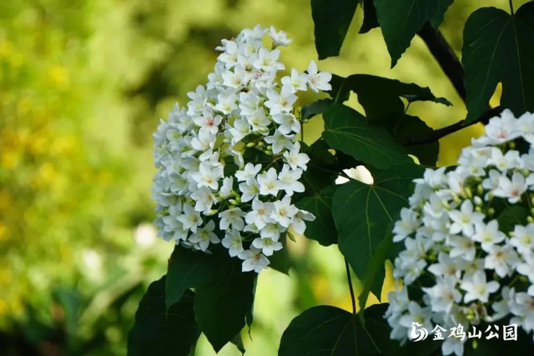 初夏金鸡山公园 繁花绿叶绘就油画般的莫奈花园