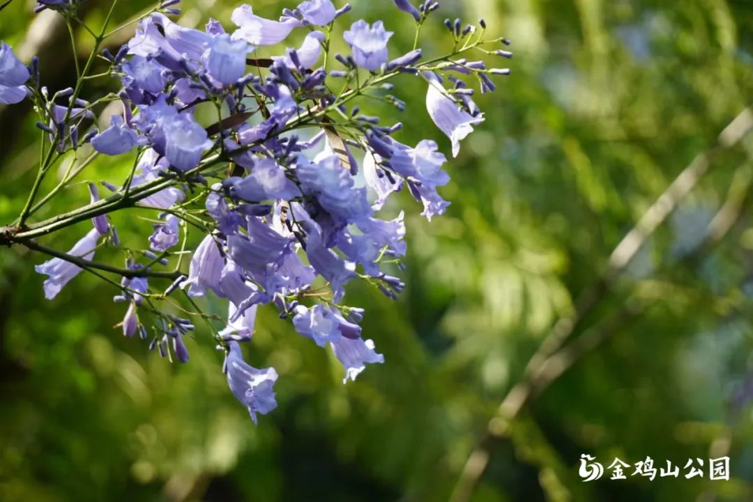 初夏金鸡山公园 繁花绿叶绘就油画般的莫奈花园