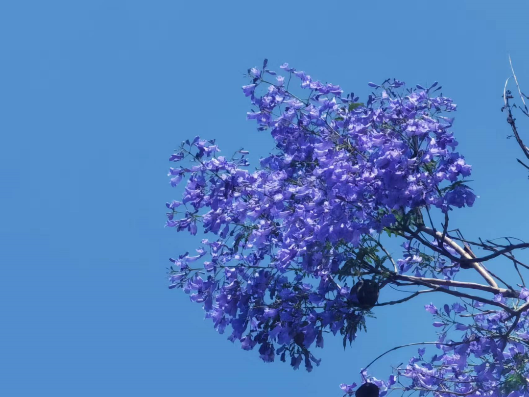 初夏金鸡山公园 繁花绿叶绘就油画般的莫奈花园