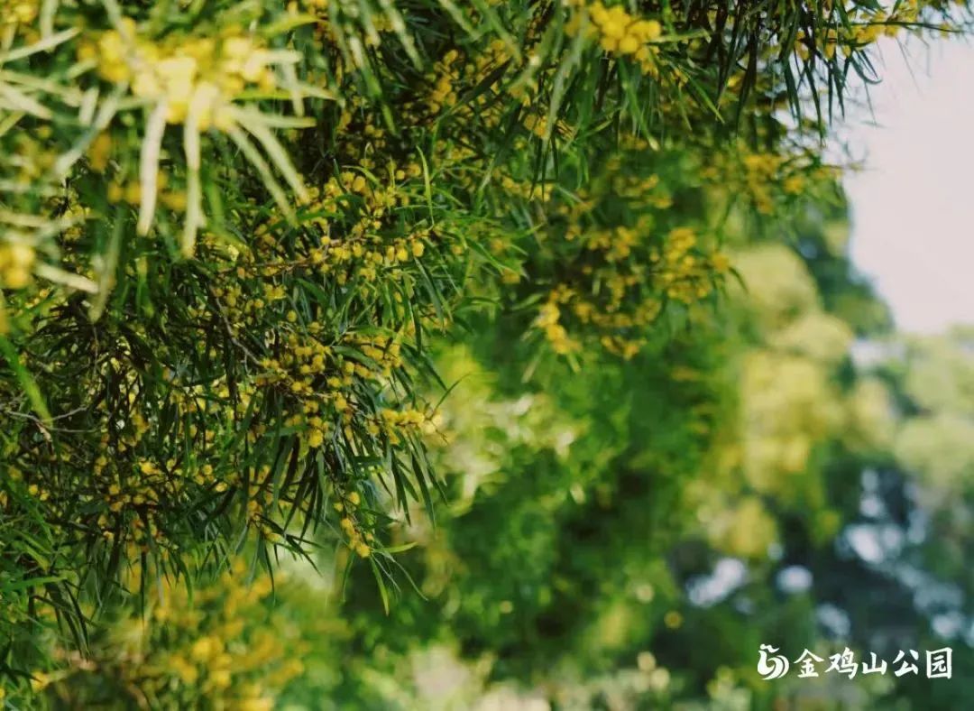 初夏金鸡山公园 繁花绿叶绘就油画般的莫奈花园