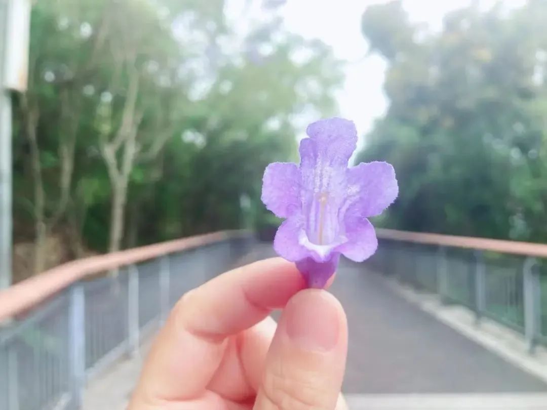 初夏金鸡山公园 繁花绿叶绘就油画般的莫奈花园