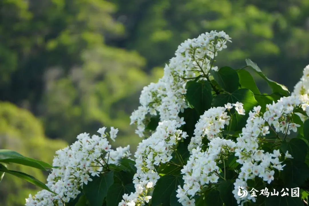 初夏金鸡山公园 繁花绿叶绘就油画般的莫奈花园